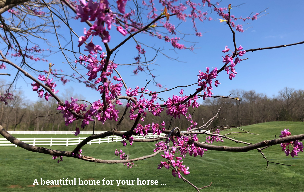 Red bud trees by horse pasture at Hidden Timber Farm